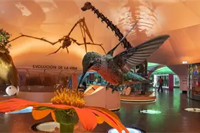 &iquest;D&oacute;nde y cu&aacute;ndo puedes visitar la exposici&oacute;n de colibr&iacute;es en la CDMX?