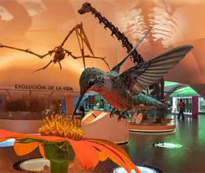 ¿Dónde y cuándo puedes visitar la exposición de colibríes en la CDMX? ¿Dónde y cuándo puedes visitar la exposición de colibríes en la CDMX?