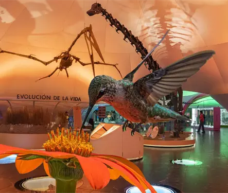 &iquest;D&oacute;nde y cu&aacute;ndo puedes visitar la exposici&oacute;n de colibr&iacute;es en la CDMX?