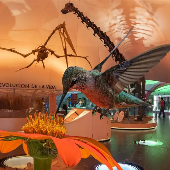 &iquest;D&oacute;nde y cu&aacute;ndo puedes visitar la exposici&oacute;n de colibr&iacute;es en la CDMX?