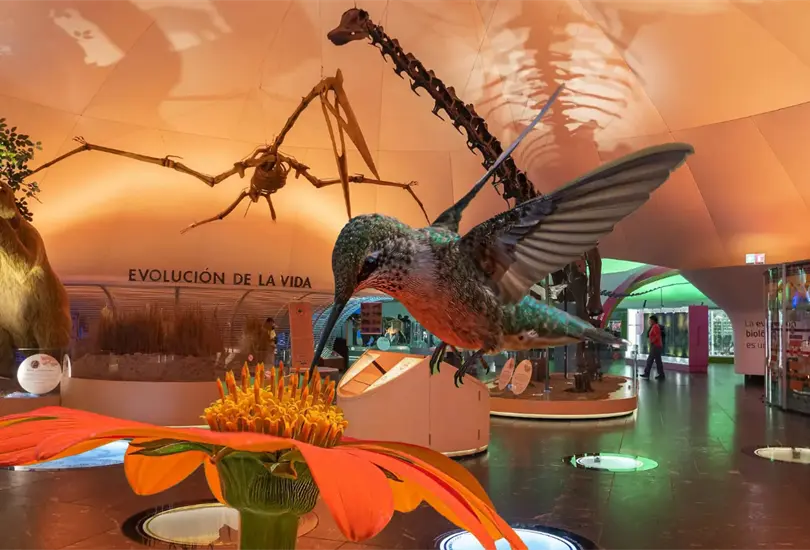 Conocer&aacute;s informaci&oacute;n sobre 19 especies de colibr&iacute;es que habitan en la Ciudad de M&eacute;xico, tres de ellas end&eacute;micas del pa&iacute;s.