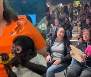 &iquest;Qu&eacute; sanci&oacute;n podr&iacute;a enfrentar la regidora de Ocotl&aacute;n por la posesi&oacute;n ilegal y maltrato de un mono ara&ntilde;a?