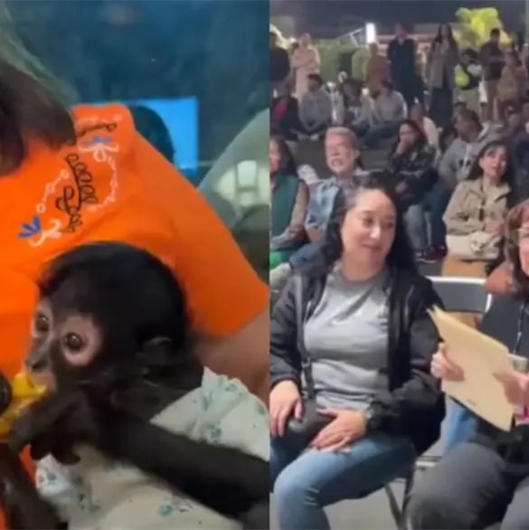 &iquest;Qu&eacute; sanci&oacute;n podr&iacute;a enfrentar la regidora de Ocotl&aacute;n por la posesi&oacute;n ilegal y maltrato de un mono ara&ntilde;a?