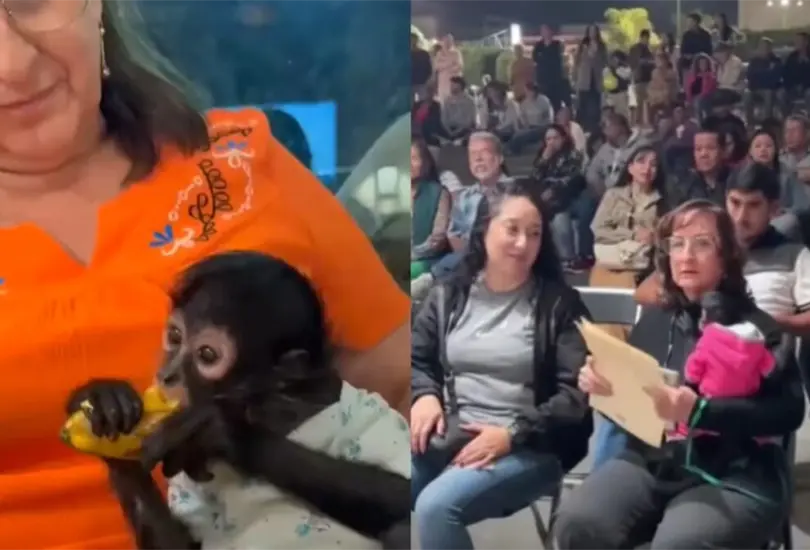 La posesi&oacute;n ilegal de un mono ara&ntilde;a puede castigarse con hasta nueve a&ntilde;os de prisi&oacute;n y multas de miles de pesos.