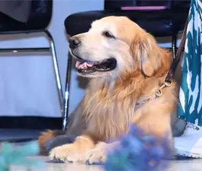 Gobierno de Puebla lleva servicios veterinarios gratuitos a seis zonas de la capital