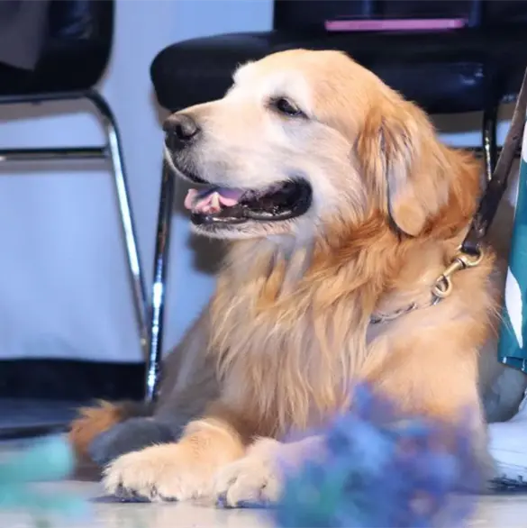 Gobierno de Puebla lleva servicios veterinarios gratuitos a seis zonas de la capital