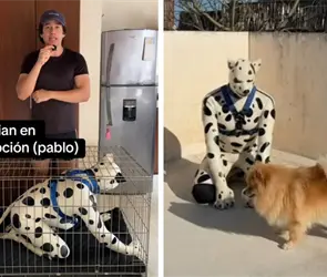 Dan en adopci&oacute;n a hombre de 42 a&ntilde;os que se identifica como un therian d&aacute;lmata