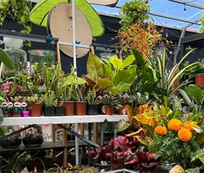 Plant Fest 2026: El festival de las plantas regresa a la CDMX