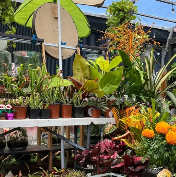 Plant Fest 2026: El festival de las plantas regresa a la CDMX Plant Fest 2026: El festival de las plantas regresa a la CDMX