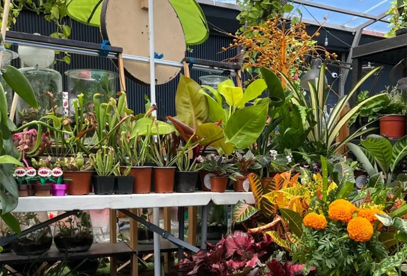 No se trata s&oacute;lo de comprar una maceta nueva, sino de descubrir c&oacute;mo integrar la naturaleza en los espacios cotidianos.