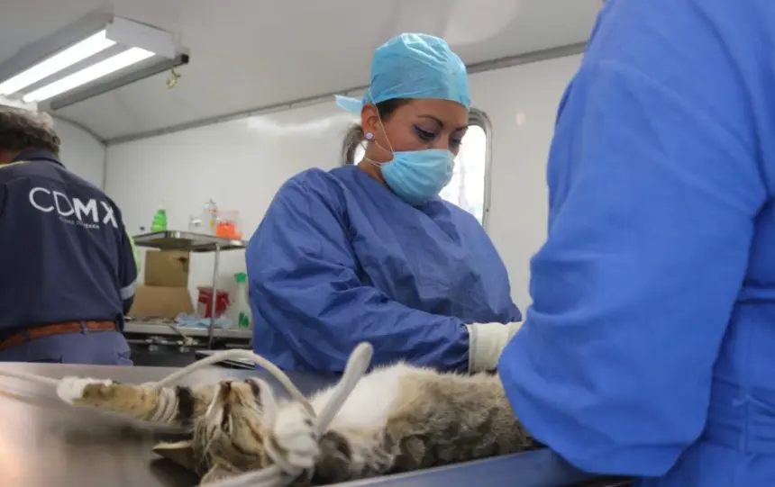 La alcaldía cuenta además con la Clínica de Control Canino, que ofrece esterilizaciones gratuitas de forma continua. X.