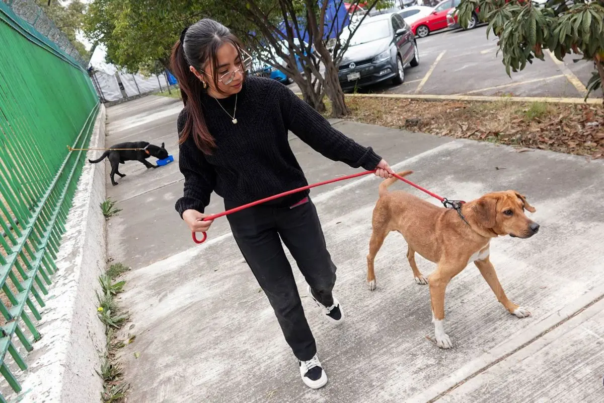 La campaña está dirigida a tutores responsables que cumplan con los lineamientos médicos necesarios para garantizar la seguridad de sus mascotas durante la cirugía. Cuartoscuro.
