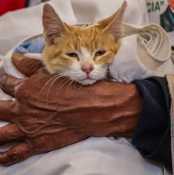 ¡Lleva a tus gatos y perros! No te pierdas la campaña de esterilización gratuita de mascotas en CDMX ¡Lleva a tus gatos y perros! No te pierdas la campaña de esterilización gratuita de mascotas en CDMX