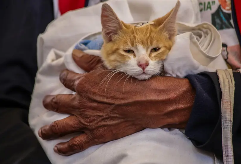 El cupo es limitado, por lo que el registro previo es indispensable. El cupo es limitado, por lo que el registro previo es indispensable.