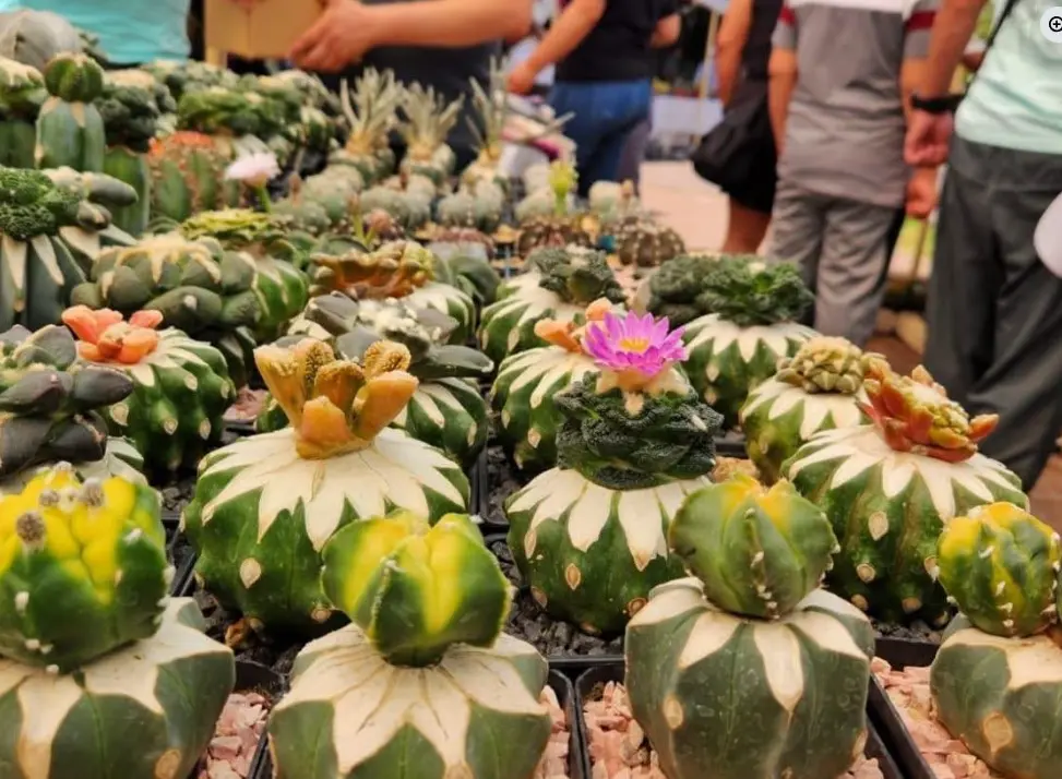 Más que un mercado de plantas, esta cuarta edición promete una experiencia completa alrededor del cultivo responsable y la creatividad botánica. Facebook.