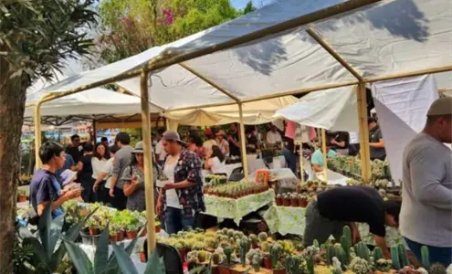 Festival de cactáceas 2026: Suculentas, espinitas y más en la CDMX Festival de cactáceas 2026: Suculentas, espinitas y más en la CDMX