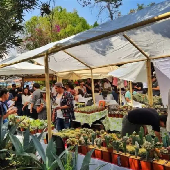 Festival de cactáceas 2026: Suculentas, espinitas y más en la CDMX