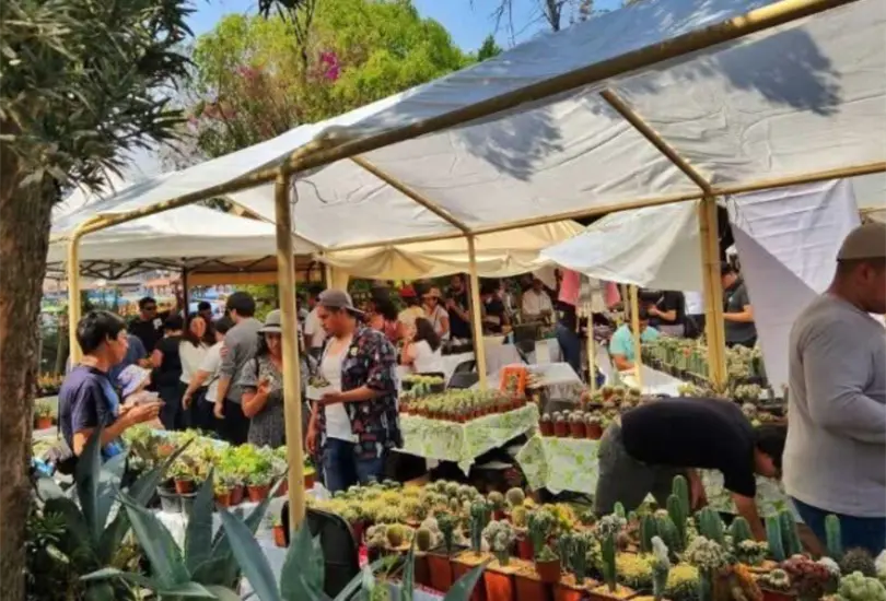 Más que un mercado de plantas, esta cuarta edición promete una experiencia completa alrededor del cultivo responsable y la creatividad botánica. Más que un mercado de plantas, esta cuarta edición promete una experiencia completa alrededor del cultivo responsable y la creatividad botánica.