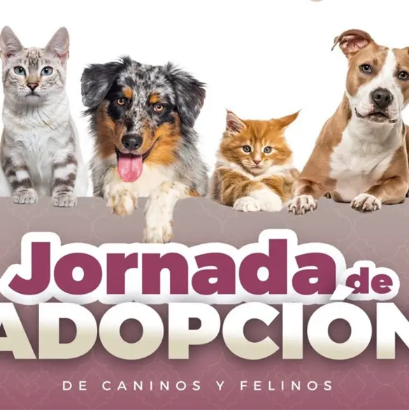 Puebla lanza Jornadas de Adopci&oacute;n de Gatitos y Perritos este 26 y 27 de febrero