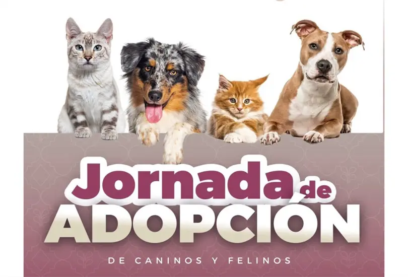 Puebla lanza Jornadas de Adopci&oacute;n de Gatitos y Perritos este 26 y 27 de febrero