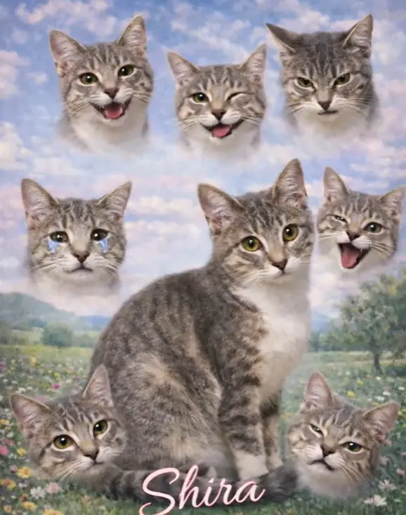 Imagen con caritas de gato TikTok