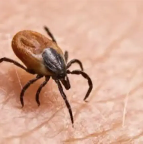 &iquest;Qu&eacute; es la rickettsiosis? S&iacute;ntomas y alerta en Baja California tras muerte de tres ni&ntilde;os en 2026