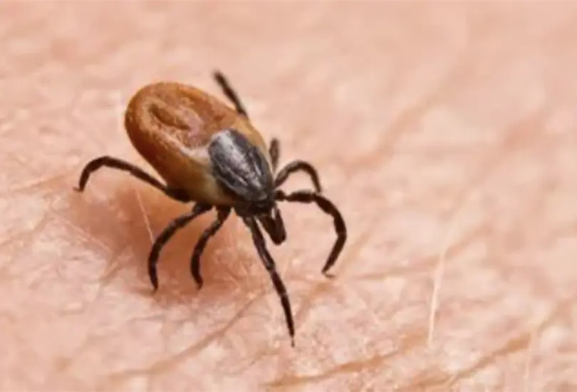 &iquest;Qu&eacute; es la rickettsiosis? S&iacute;ntomas y alerta en Baja California tras muerte de tres ni&ntilde;os en 2026