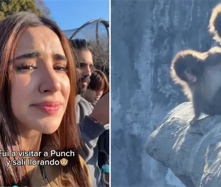 Sal&iacute; llorando: Tammy Parra capta el momento en que un mono tira a Punch de la monta&ntilde;a