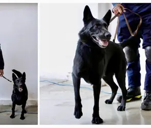 &iquest;Qui&eacute;n es Togo? El perrito rescatista que localiz&oacute; v&iacute;ctimas en San Antonio Abad