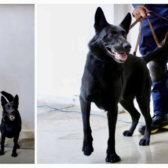 &iquest;Qui&eacute;n es Togo? El perrito rescatista que localiz&oacute; v&iacute;ctimas en San Antonio Abad