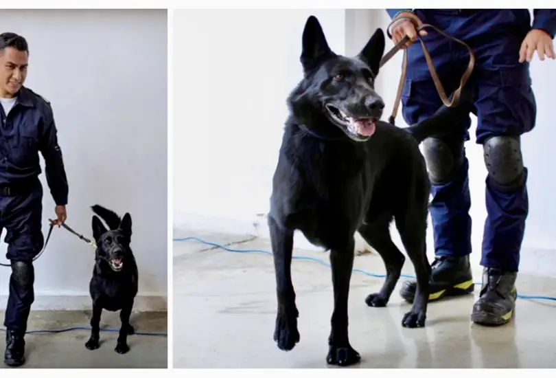 &iquest;Qui&eacute;n es Togo? El perrito rescatista que localiz&oacute; v&iacute;ctimas en San Antonio Abad