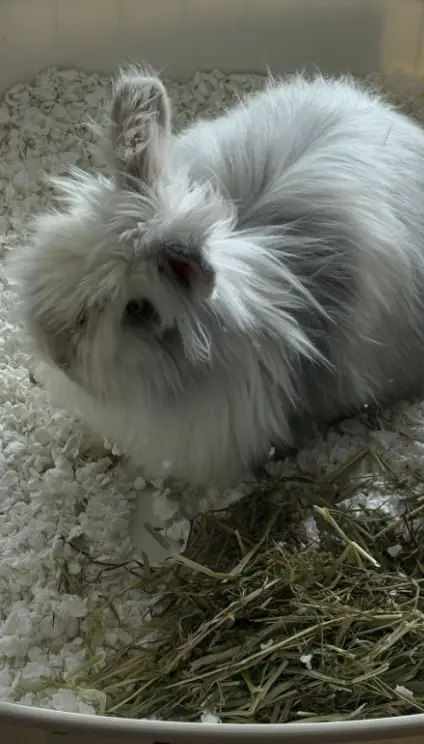 Detrás de la estética adorable hay un objetivo claro: apoyar al refugio La Manada de Brinquitos & Rabitos México. Facebook.