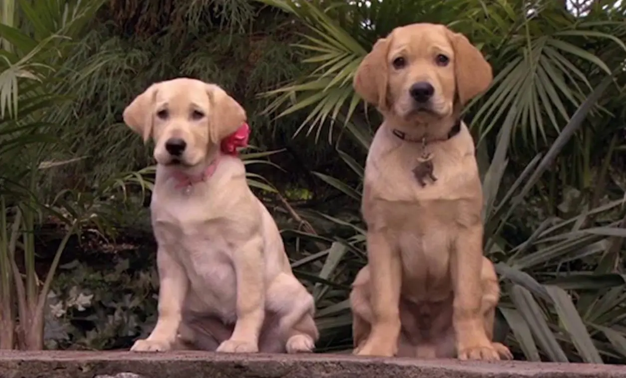 Marley y yo 2 (2011)