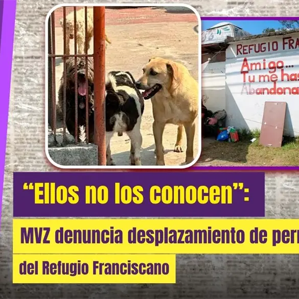 Denuncian riesgos tras retiro de 900 animales del Refugio Franciscano