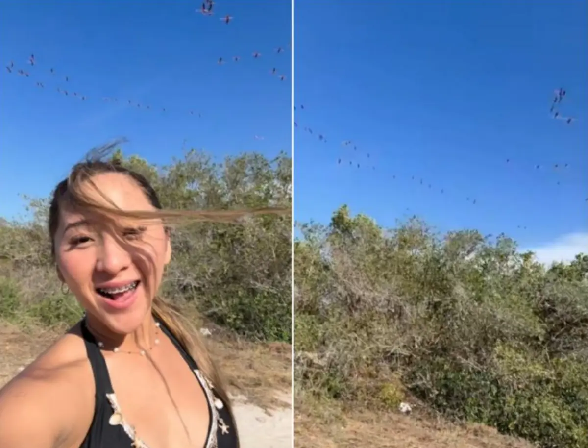  Elisa La Yuca podría enfrentar una multa millonaria y hasta 9 años de prisión por perturbar flamencos en un área protegida de Sisal. 