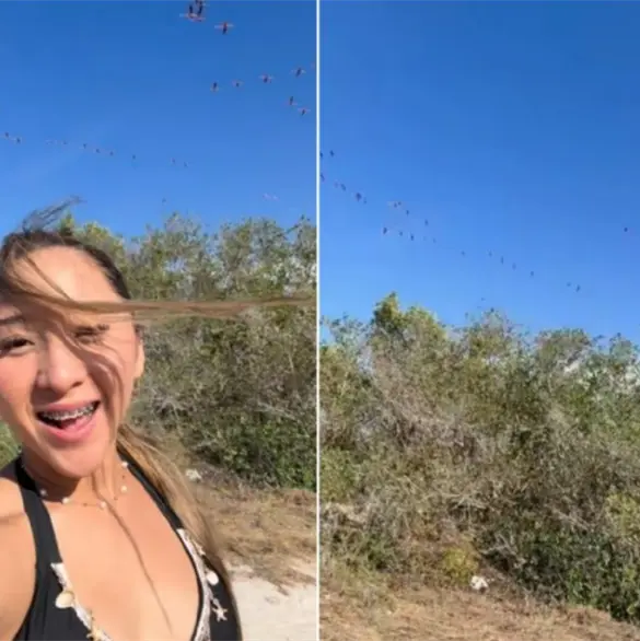 ¿Quién es Elisa La Yuca, la influencer funada por espantar a una parvada de flamencos en Yucatán? ¿Quién es Elisa La Yuca, la influencer funada por espantar a una parvada de flamencos en Yucatán?