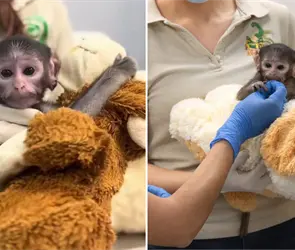 Conoce a Yuji, el Punch mexicano que fue rechazado por su madre en un zool&oacute;gico de Guadalajara