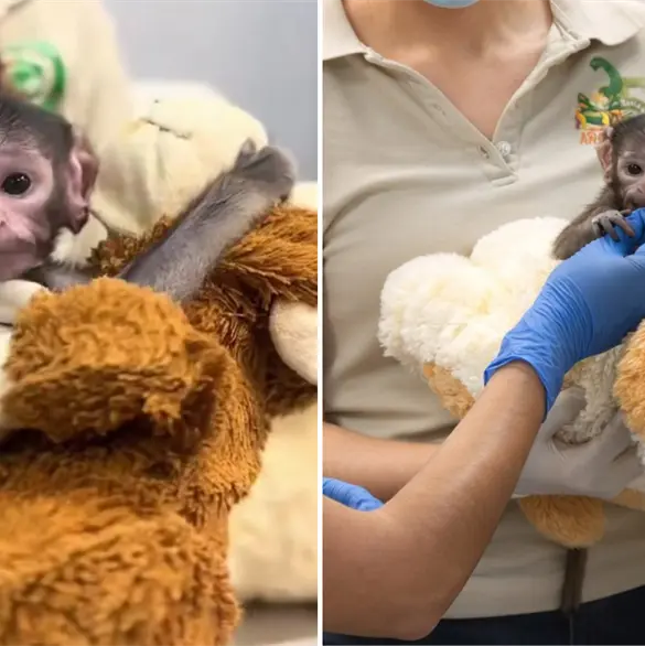 Conoce a Yuji, el Punch mexicano que fue rechazado por su madre en un zool&oacute;gico de Guadalajara