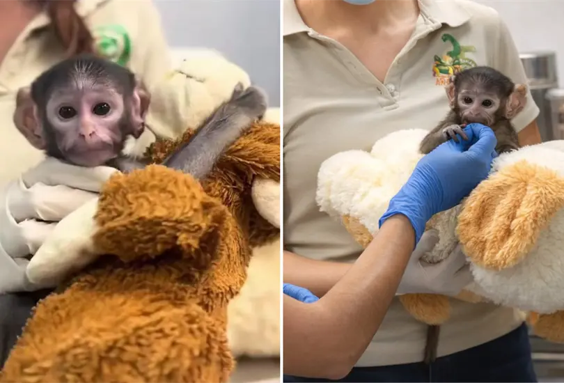 Yuji, mono de Guadalajara