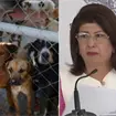 Exalcaldesa de Tecámac revela razón por la que mandó sacrificar 10 mil perros en el municipio Exalcaldesa de Tecámac revela razón por la que mandó sacrificar 10 mil perros en el municipio