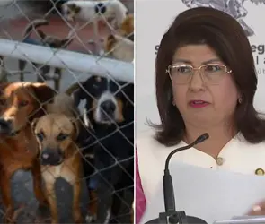 Exalcaldesa de Tecámac revela razón por la que mandó sacrificar 10 mil perros en el municipio Exalcaldesa de Tecámac revela razón por la que mandó sacrificar 10 mil perros en el municipio
