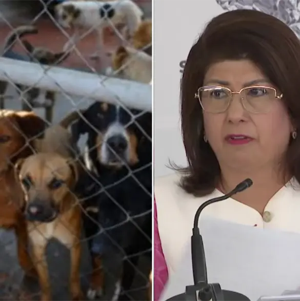 Exalcaldesa de Tecámac revela razón por la que mandó sacrificar 10 mil perros en el municipio Exalcaldesa de Tecámac revela razón por la que mandó sacrificar 10 mil perros en el municipio