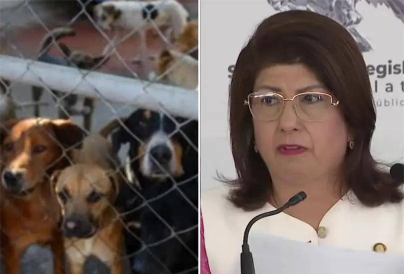La Fiscalía del Estado de México inició una investigación de oficio para determinar si existieron delitos relacionados con maltrato animal. La Fiscalía del Estado de México inició una investigación de oficio para determinar si existieron delitos relacionados con maltrato animal.