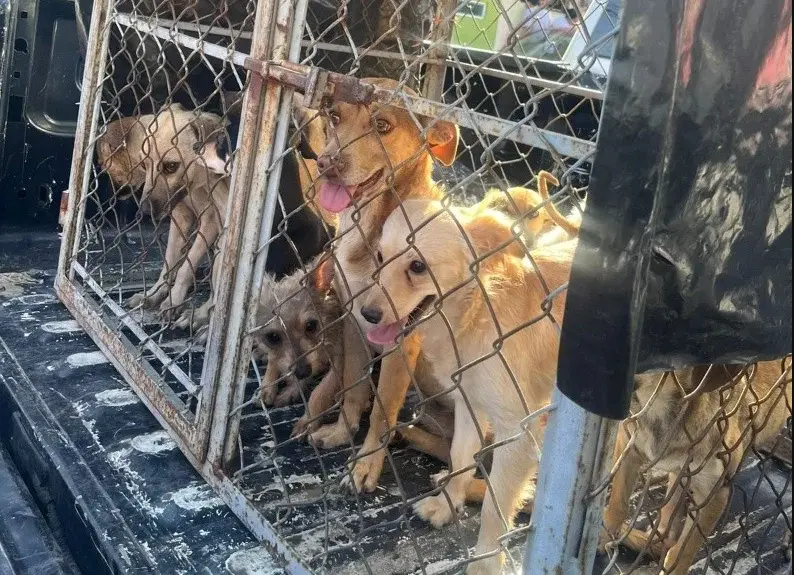 El marco legal contempla sanciones severas, especialmente cuando los hechos involucran a servidores públicos. Gobierno del Estado.