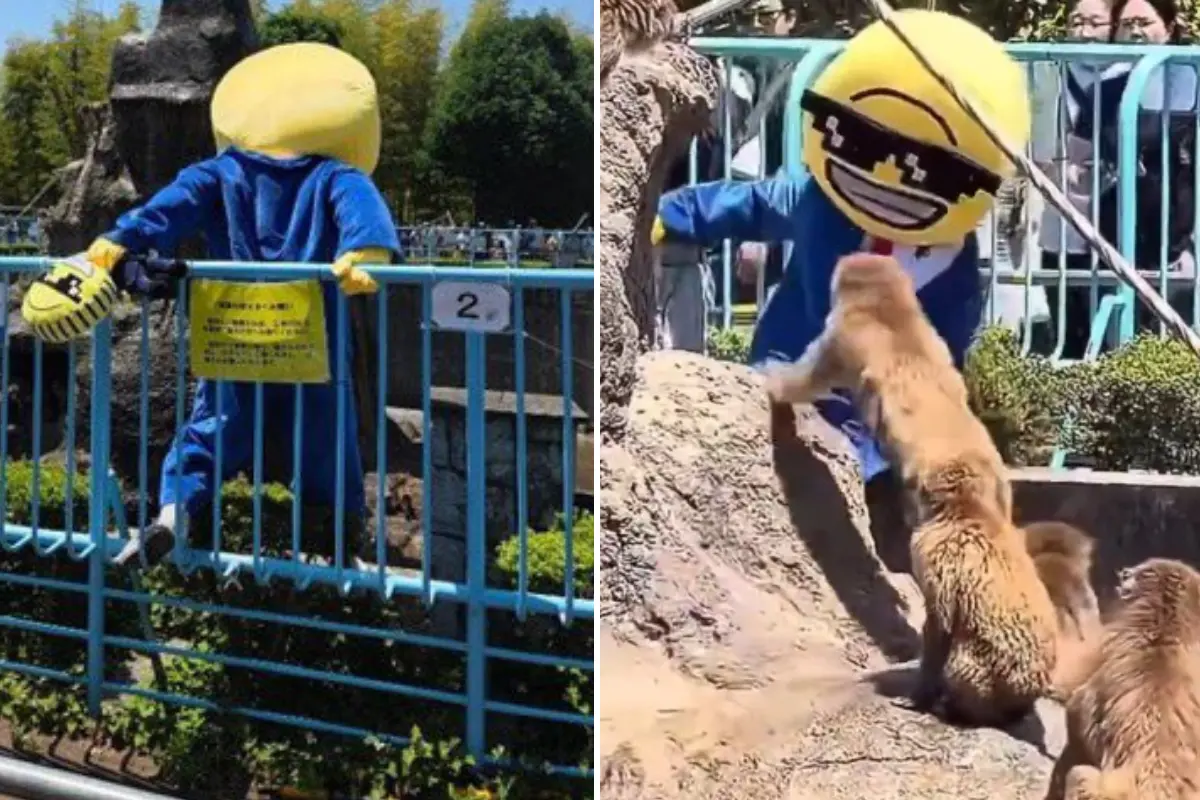  Intruso en zoológico de Ichicawa 