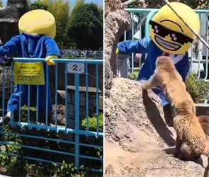 Detienen a turistas que ingresaron al &aacute;rea protegida de Punch en el Zool&oacute;gico de Ichikawa