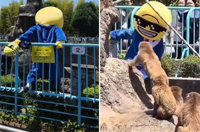 Detienen a turistas que ingresaron al área protegida de Punch en el Zoológico de Ichikawa Detienen a turistas que ingresaron al área protegida de Punch en el Zoológico de Ichikawa