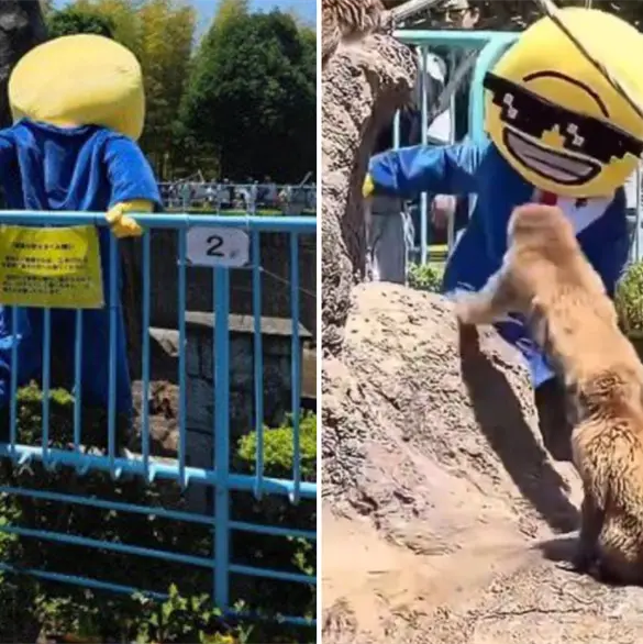 Detienen a turistas que ingresaron al &aacute;rea protegida de Punch en el Zool&oacute;gico de Ichikawa
