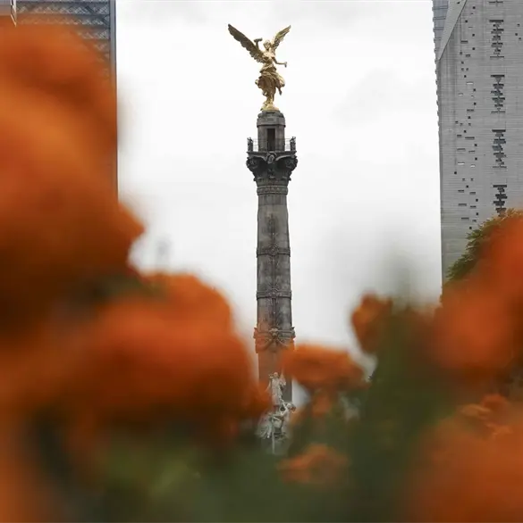 Mundial 2026: Miles de flores de cempasúchil vestirán las calles de la CDMX