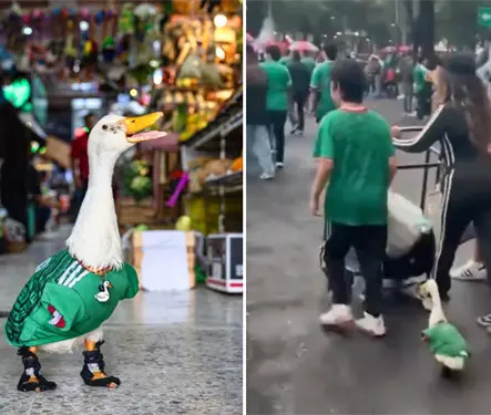 La FIFA busca a due&ntilde;os del pato Merl&iacute;n, famoso por usar la playera de M&eacute;xico
